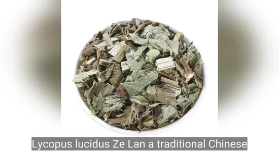 Wholesale Herb Lycopus Traditional Chinese Medicine Herb Lycopus Lucidus for Wellness 